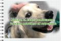 Shiloh: il cane volontario, è stato assunto in ospedale