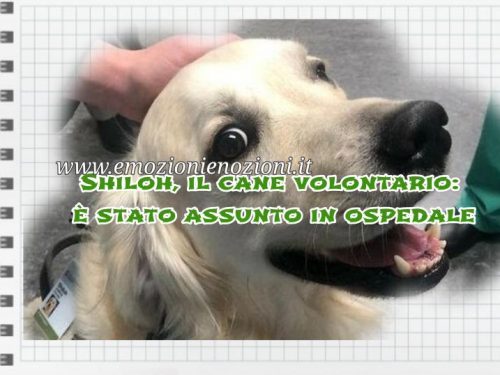 Shiloh: il cane volontario, è stato assunto in ospedale