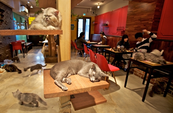 Café catgarden gatti