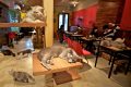 Café catgarden: il luogo perfetto per gli amanti dei gatti