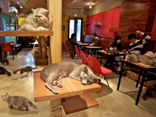 Café catgarden: il luogo perfetto per gli amanti dei gatti