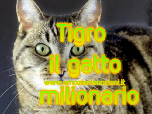 Tigro: il primo gatto milionario in Puglia