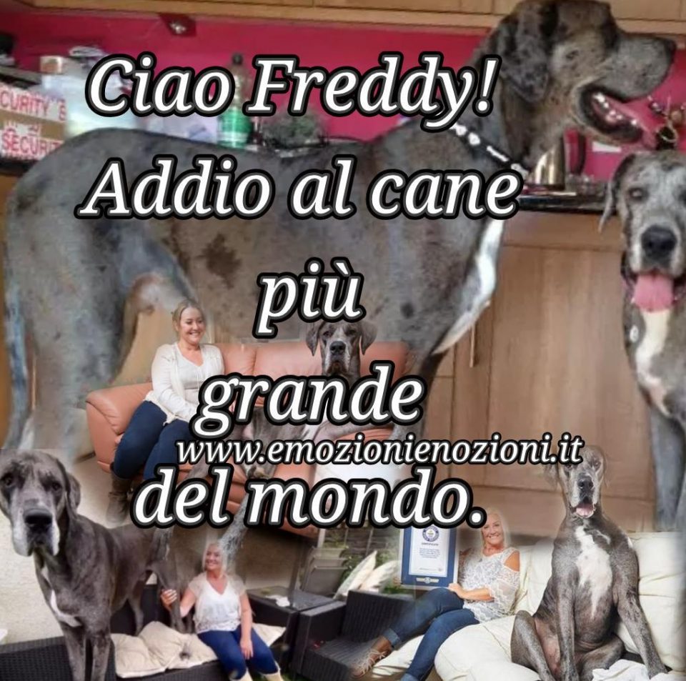 Cane Freddy