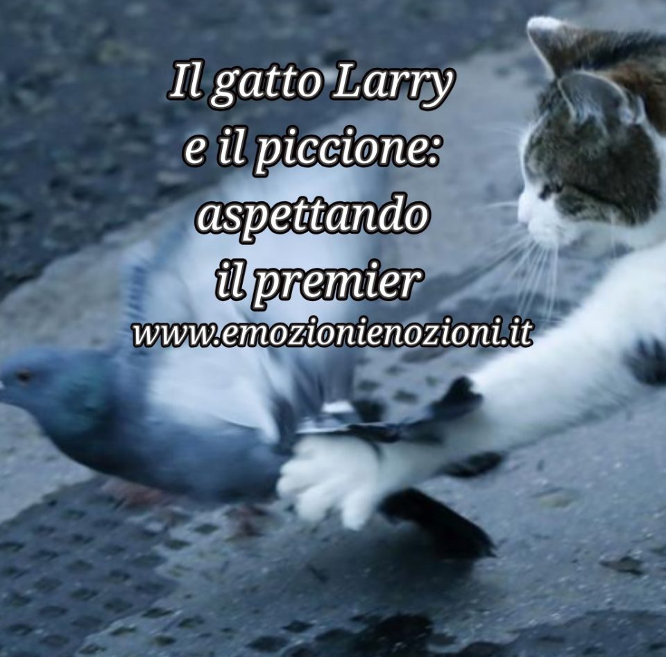 Gatto Larry