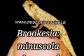 Brookesia: la lucertola più piccola mai scoperta