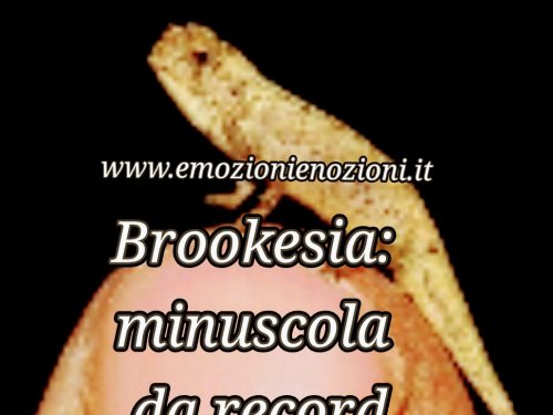 Brookesia: la lucertola più piccola mai scoperta