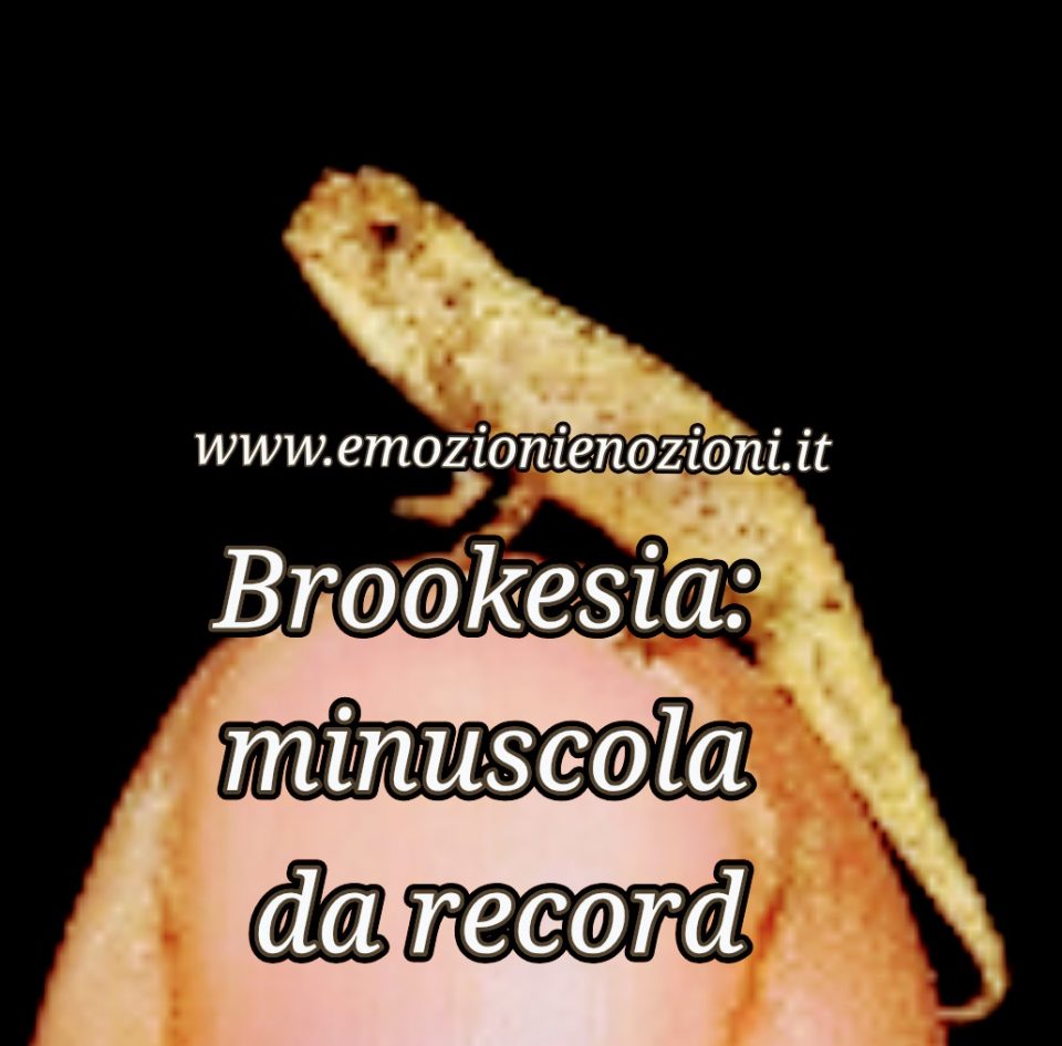 Brookesia