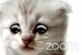 Zoom: un avvocato si era trasformato in un gatto