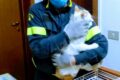 Gatto salvo: dopo 3 giorni nella canna fumaria