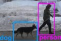 Tiktoker crea un algoritmo per cercare i cani