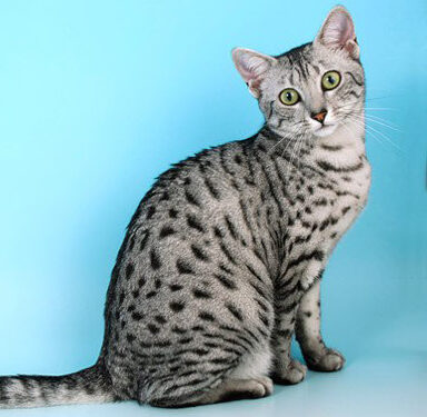 Qual è il gatto più bello del mondo? È il Mau Egiziano