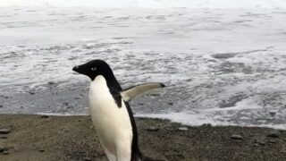 Pinguino al mare