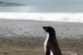 Pinguino solitario e curioso: ha percorso 3mila km