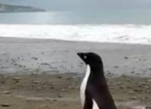 Pinguino solitario e curioso: ha percorso 3mila km