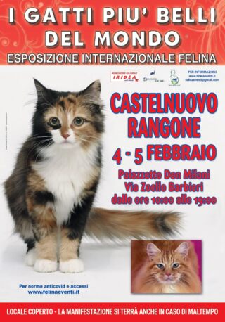 "I GATTI PIU' BELLI DEL MONDO", esposizione Internazionale Felina: 4 e 5 Febbraio al Palazzetto dello Sport di CASTELNUOVO RANGONE 