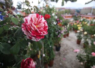 "Flower Show" ripartono da Firenze, Verona e Perugia