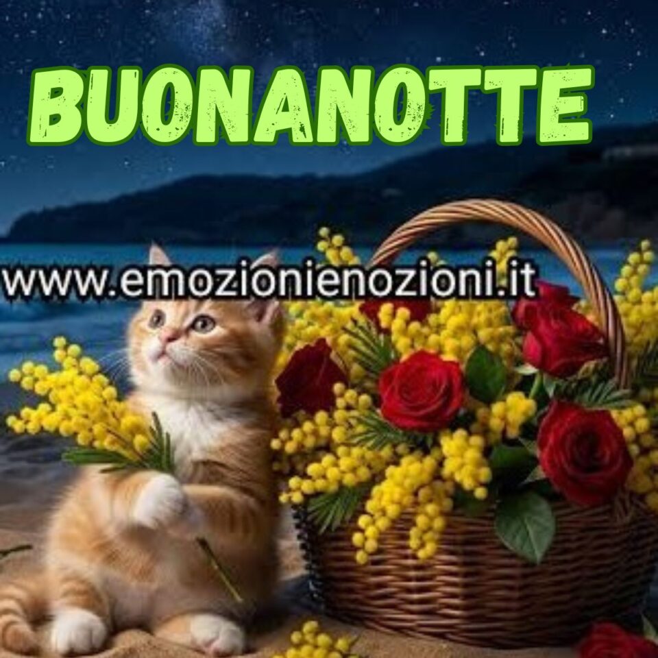Gattino con mimosa e rose rosse auguri buonanotte domenica 8 marzo 2026 Emozioni e Nozioni